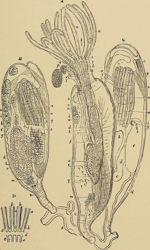 An illustration from The microscope and its revelations, 1881, leaf 736