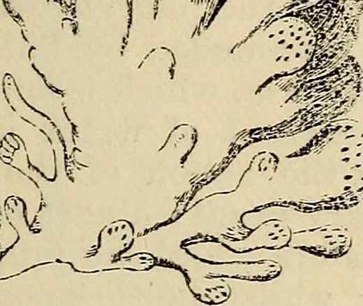 An illustration from The microscope and its revelations, 1881, leaf 744