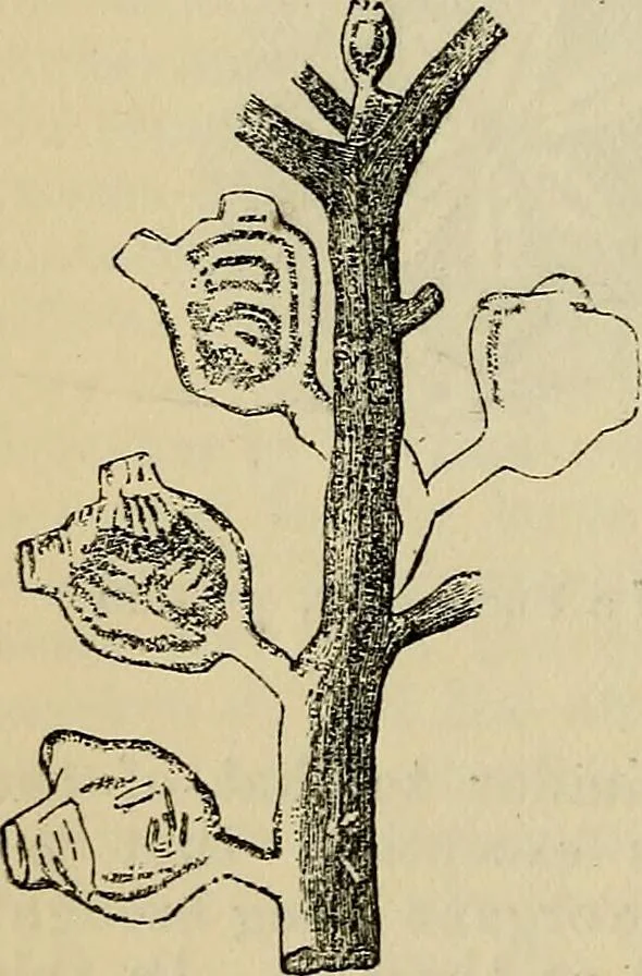 An illustration from The microscope and its revelations, 1881, leaf 747