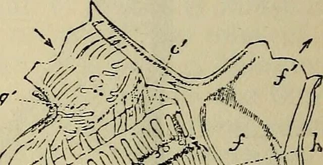 An illustration from The microscope and its revelations, 1881, leaf 747