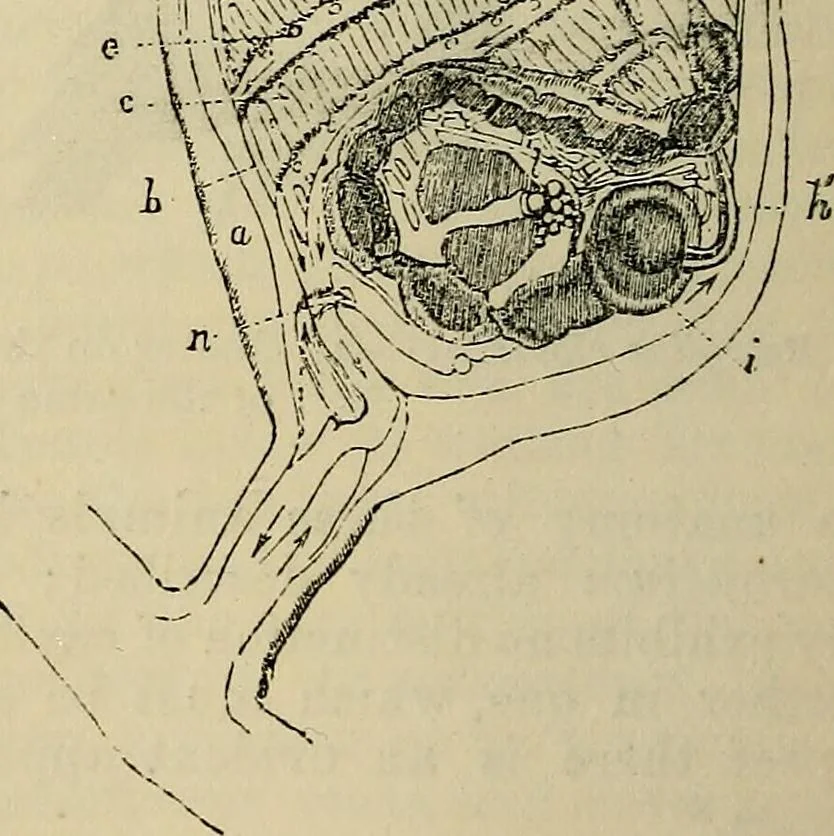 An illustration from The microscope and its revelations, 1881, leaf 747