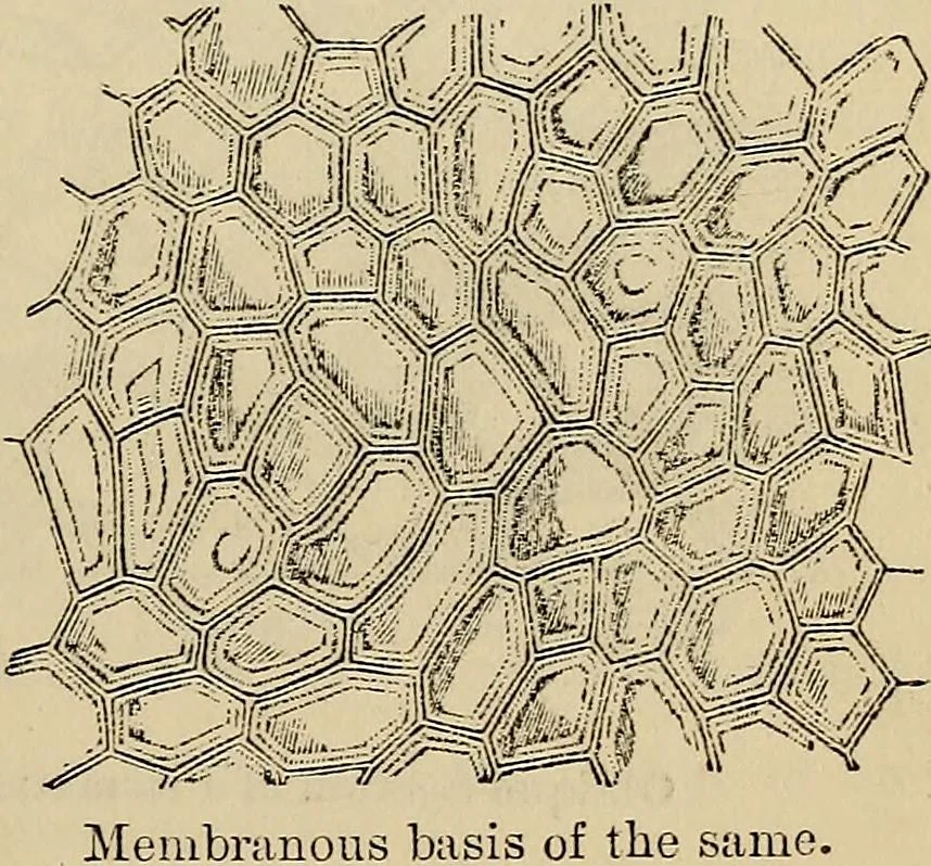 An illustration from The microscope and its revelations, 1881, leaf 752