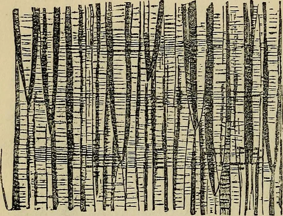 An illustration from The microscope and its revelations, 1881, leaf 753