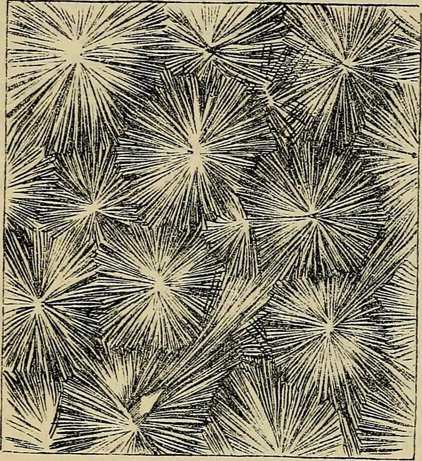 An illustration from The microscope and its revelations, 1881, leaf 757