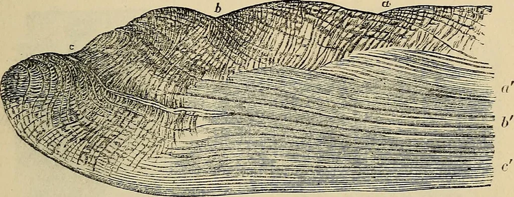 An illustration from The microscope and its revelations, 1881, leaf 758