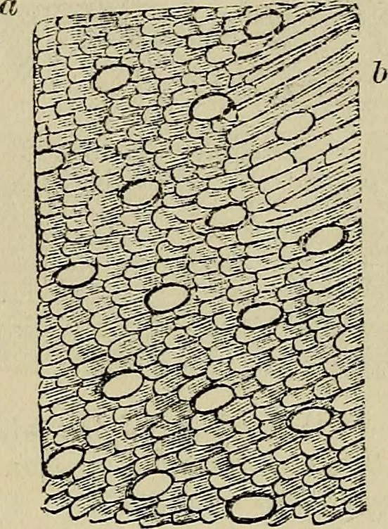 An illustration from The microscope and its revelations, 1881, leaf 759