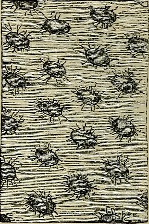 An illustration from The microscope and its revelations, 1881, leaf 759