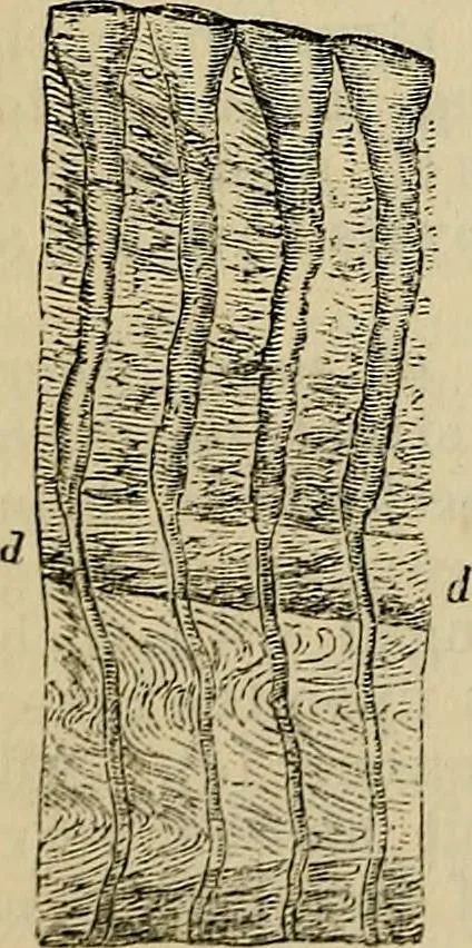 An illustration from The microscope and its revelations, 1881, leaf 759