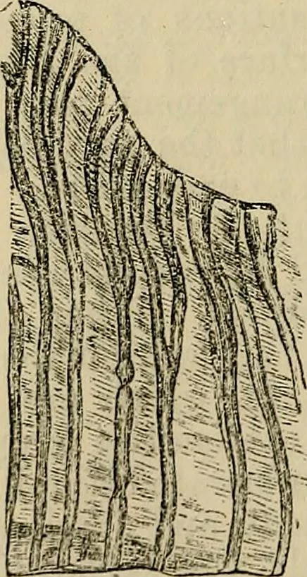 An illustration from The microscope and its revelations, 1881, leaf 759
