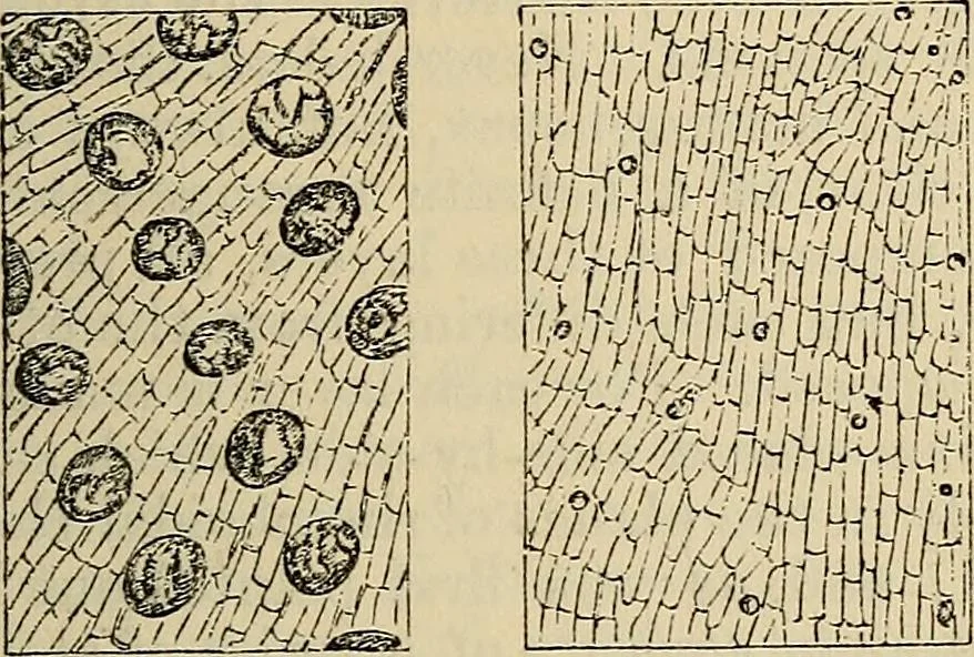 An illustration from The microscope and its revelations, 1881, leaf 760