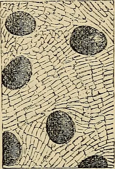 An illustration from The microscope and its revelations, 1881, leaf 760