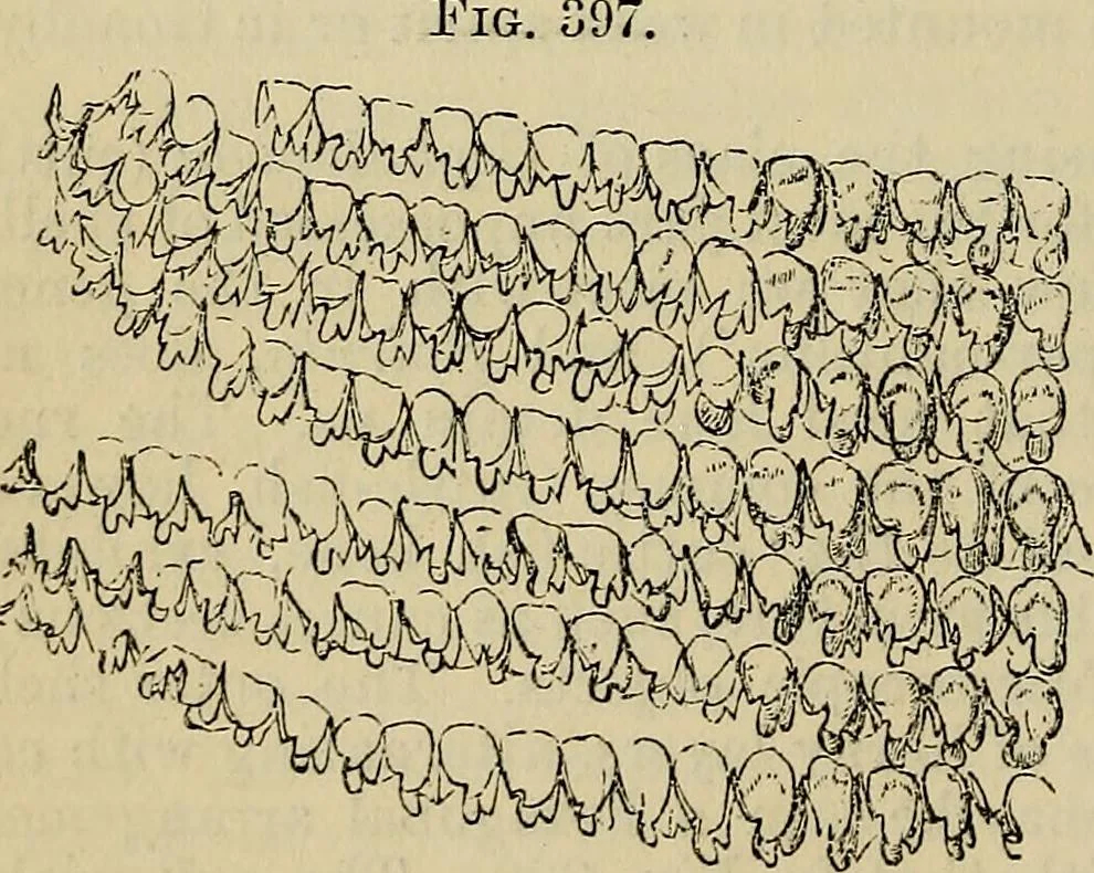 An illustration from The microscope and its revelations, 1881, leaf 763