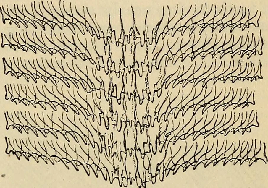 An illustration from The microscope and its revelations, 1881, leaf 764