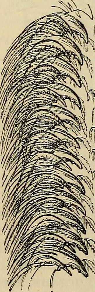 An illustration from The microscope and its revelations, 1881, leaf 764