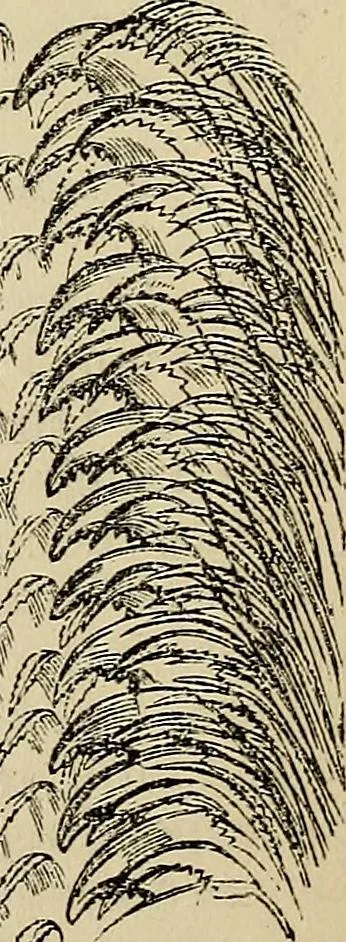 An illustration from The microscope and its revelations, 1881, leaf 764