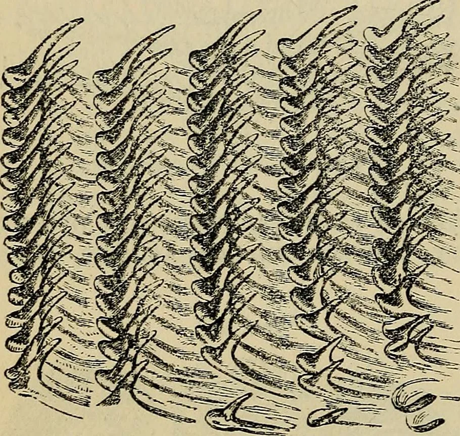 An illustration from The microscope and its revelations, 1881, leaf 765