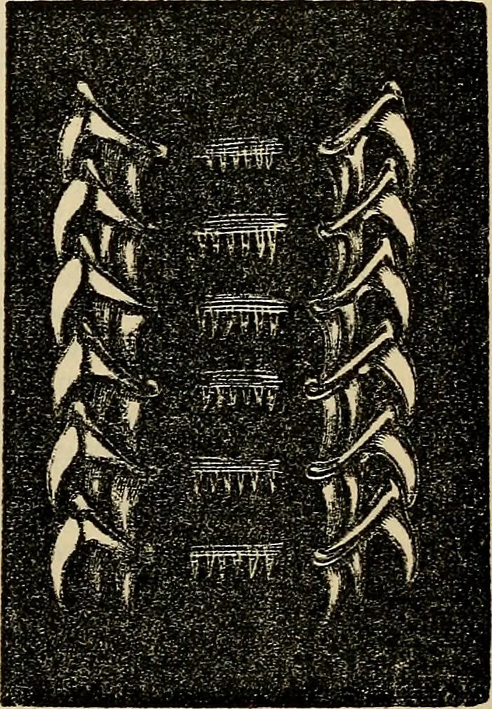 An illustration from The microscope and its revelations, 1881, leaf 766