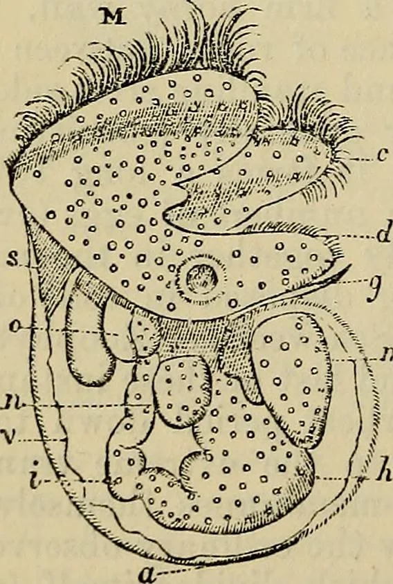 An illustration from The microscope and its revelations, 1881, leaf 769