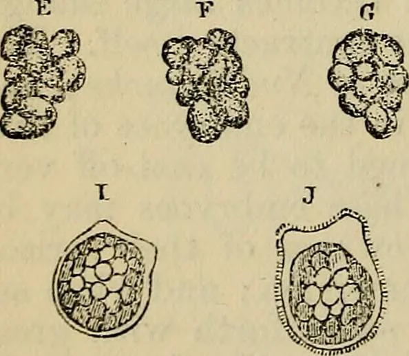 An illustration from The microscope and its revelations, 1881, leaf 771
