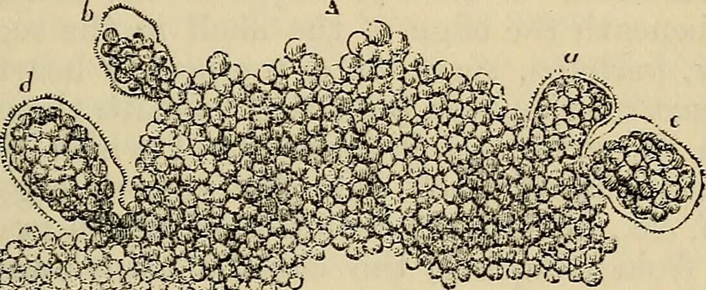 An illustration from The microscope and its revelations, 1881, leaf 772