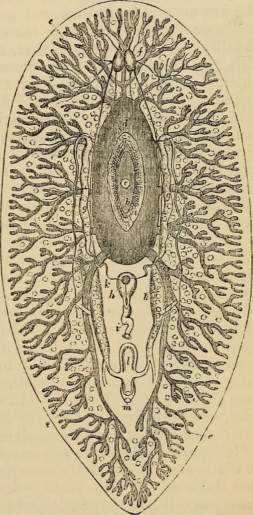 An illustration from The microscope and its revelations, 1881, leaf 782