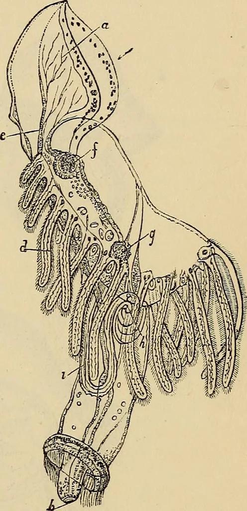 An illustration from The microscope and its revelations, 1881, leaf 786