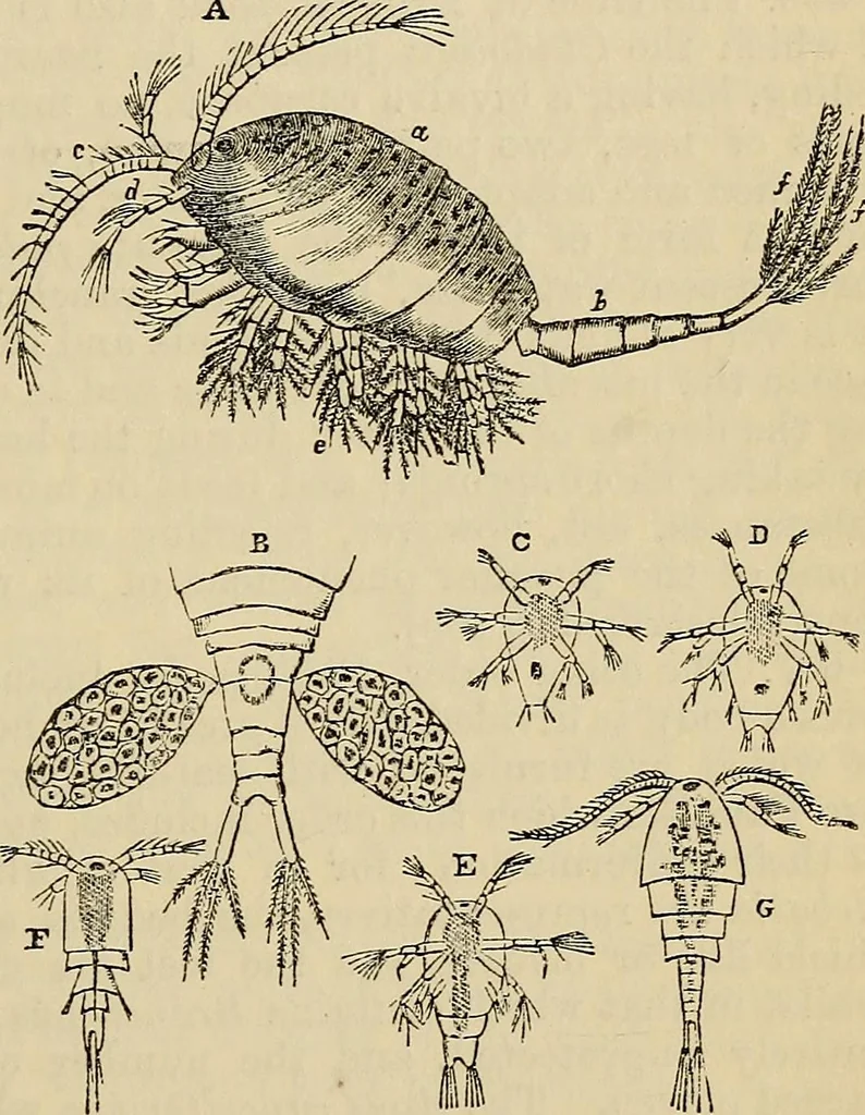 An illustration from The microscope and its revelations, 1881, leaf 798