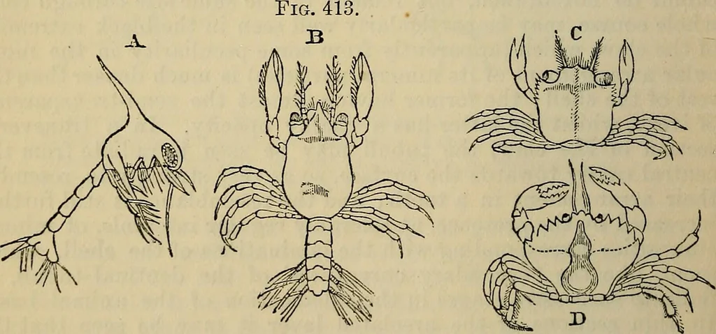 An illustration from The microscope and its revelations, 1881, leaf 807