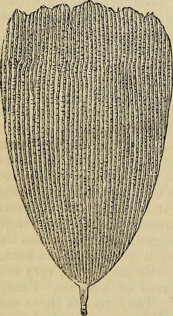An illustration from The microscope and its revelations, 1881, leaf 813