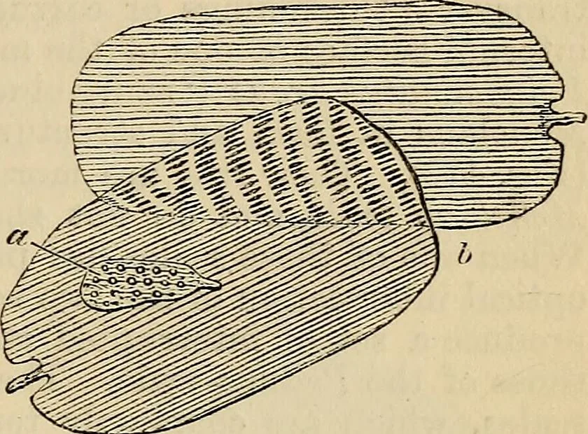 An illustration from The microscope and its revelations, 1881, leaf 814