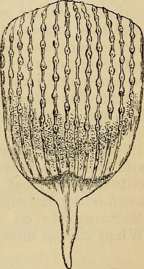 An illustration from The microscope and its revelations, 1881, leaf 814