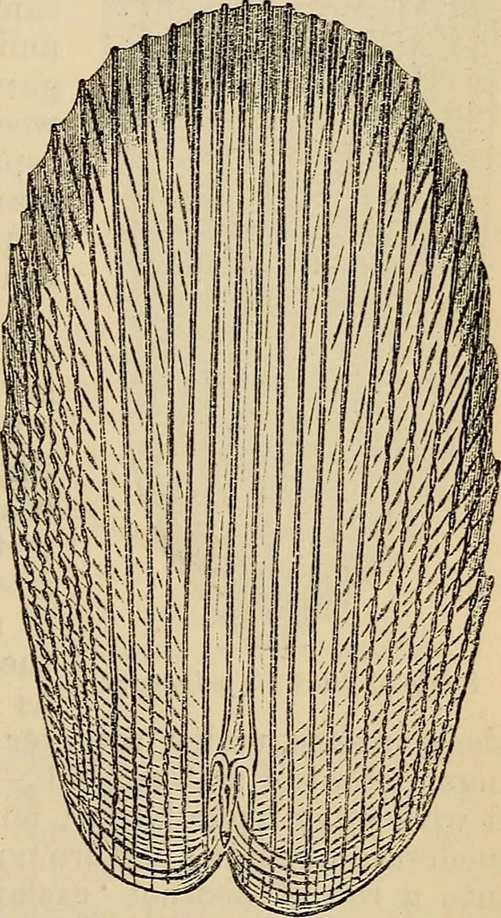 An illustration from The microscope and its revelations, 1881, leaf 816