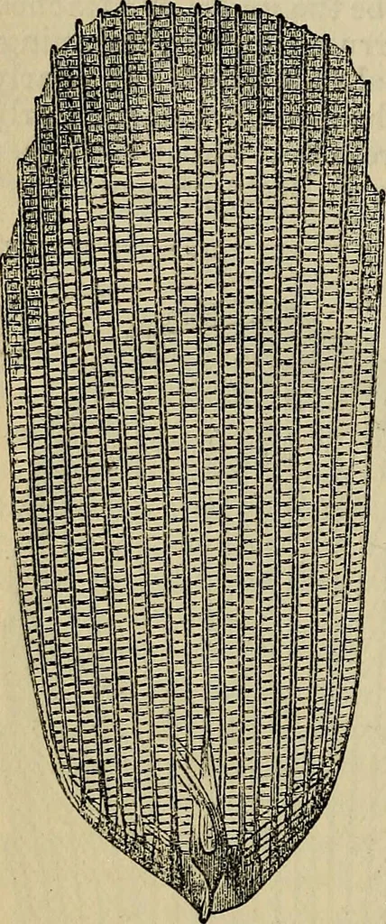An illustration from The microscope and its revelations, 1881, leaf 817