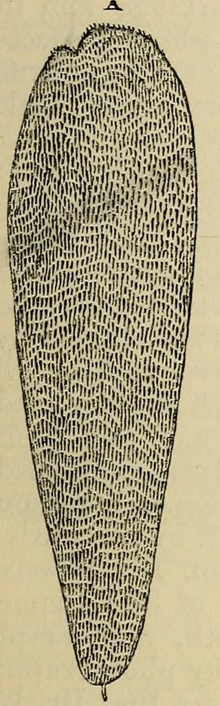 An illustration from The microscope and its revelations, 1881, leaf 818