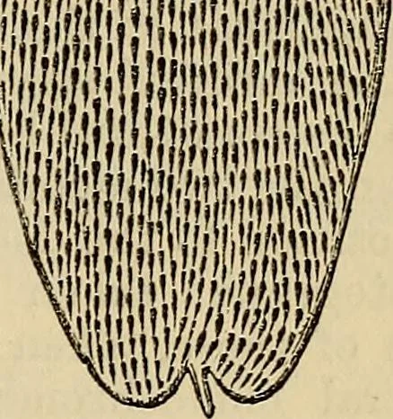 An illustration from The microscope and its revelations, 1881, leaf 818
