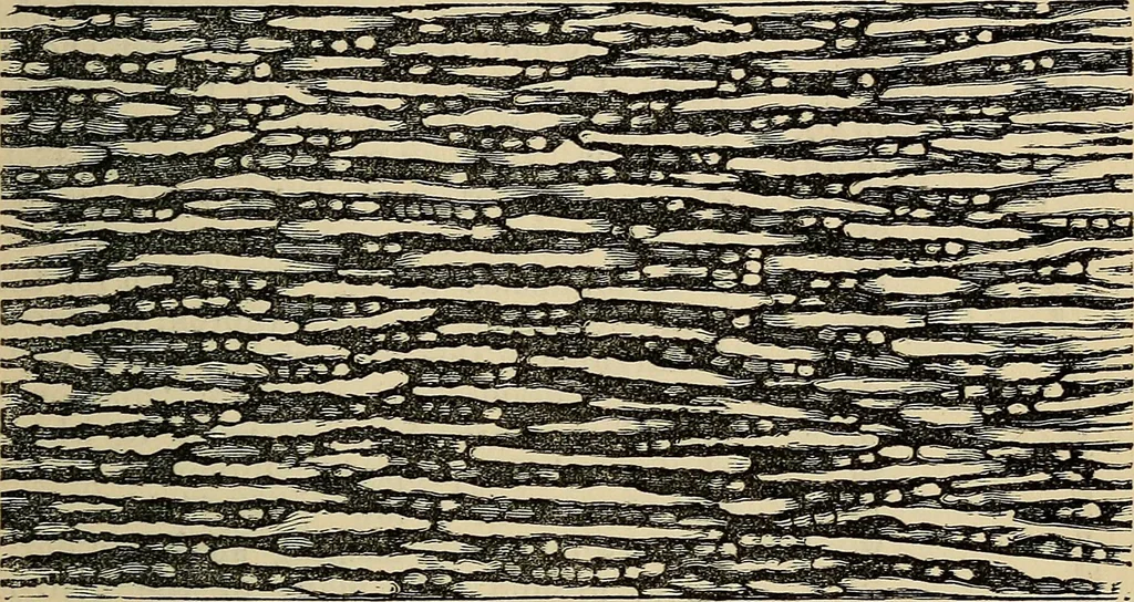 An illustration from The microscope and its revelations, 1881, leaf 820
