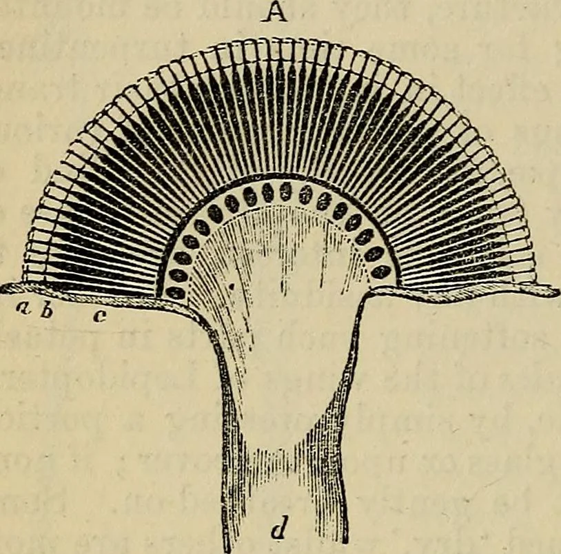 An illustration from The microscope and its revelations, 1881, leaf 823