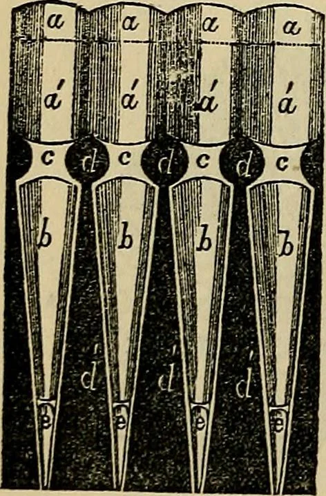 An illustration from The microscope and its revelations, 1881, leaf 823