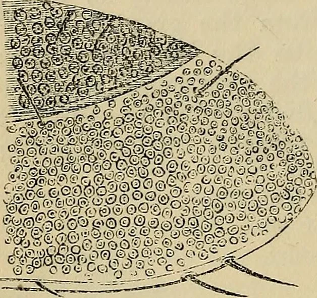 An illustration from The microscope and its revelations, 1881, leaf 827
