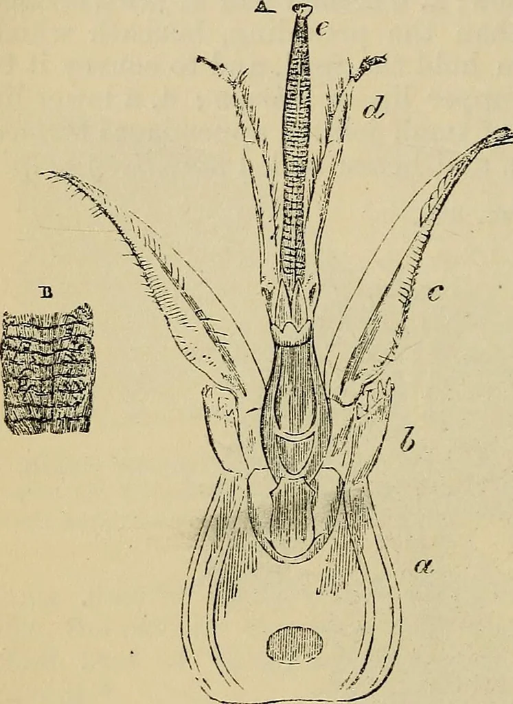 An illustration from The microscope and its revelations, 1881, leaf 829