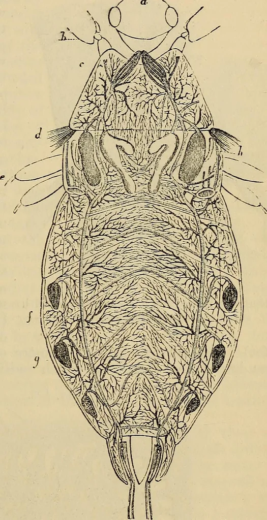 An illustration from The microscope and its revelations, 1881, leaf 834