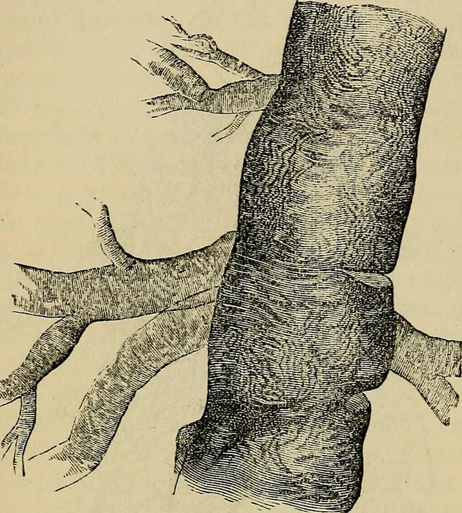 An illustration from The microscope and its revelations, 1881, leaf 835