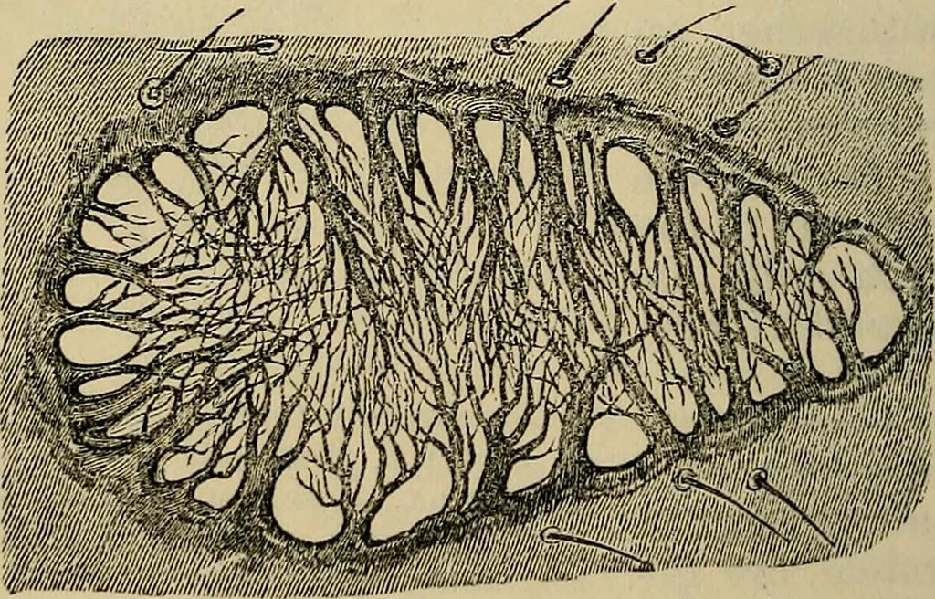 An illustration from The microscope and its revelations, 1881, leaf 835