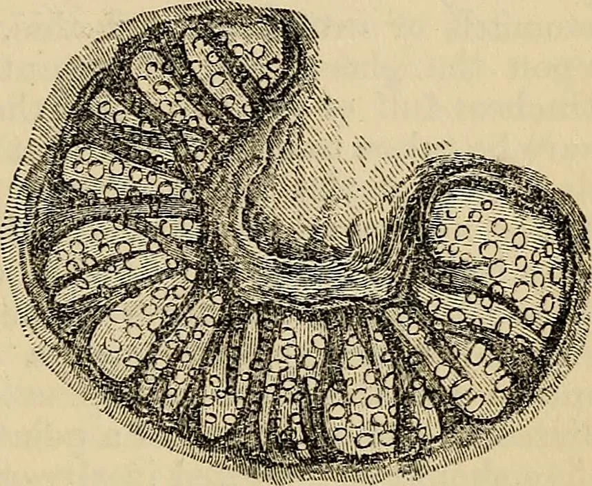 An illustration from The microscope and its revelations, 1881, leaf 836