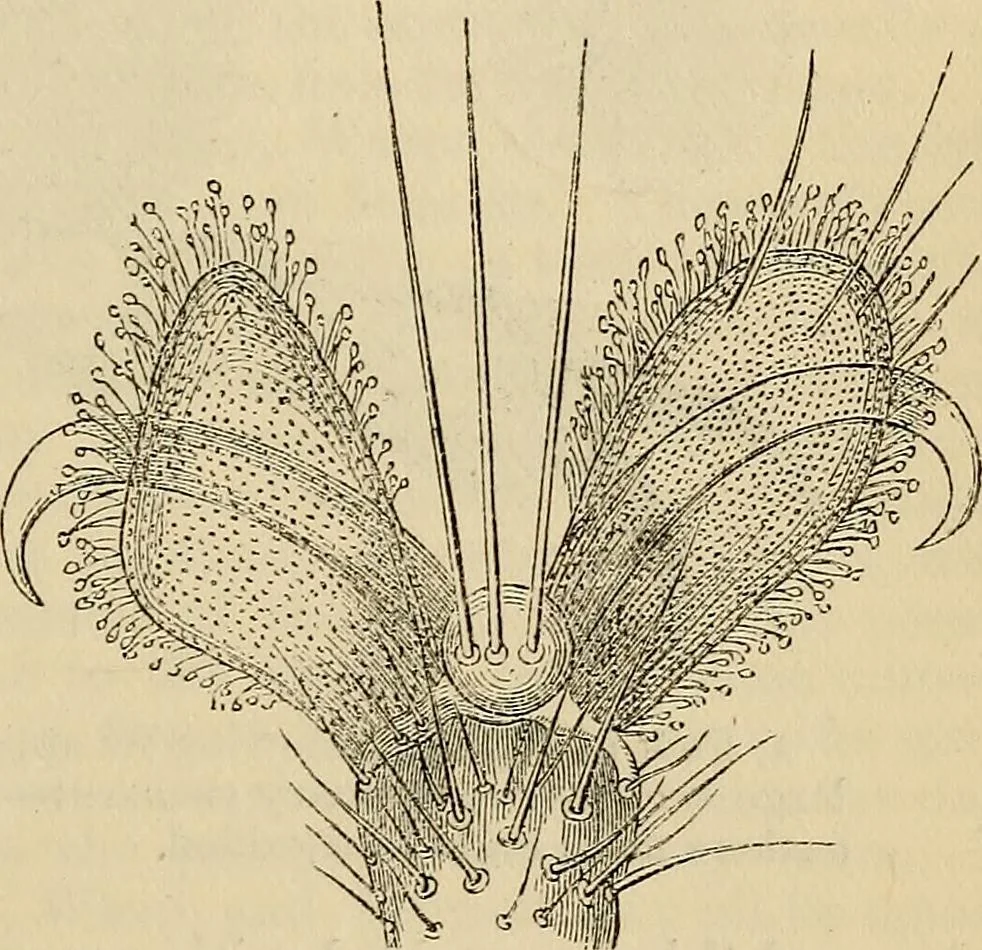 An illustration from The microscope and its revelations, 1881, leaf 840