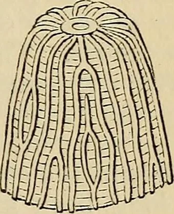An illustration from The microscope and its revelations, 1881, leaf 844