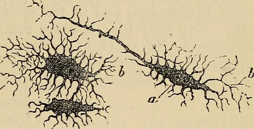 An illustration from The microscope and its revelations, 1881, leaf 856