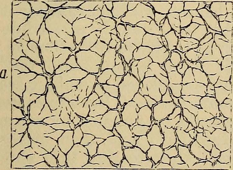 An illustration from The microscope and its revelations, 1881, leaf 856