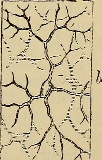 An illustration from The microscope and its revelations, 1881, leaf 856
