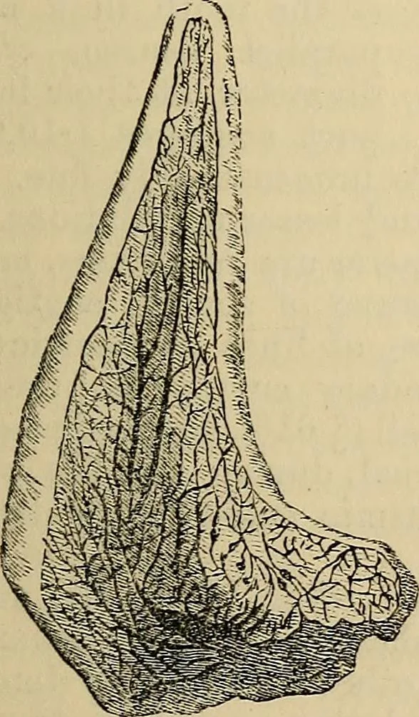 An illustration from The microscope and its revelations, 1881, leaf 858